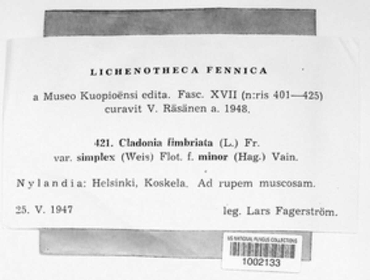Cladonia fimbriata f. minor image